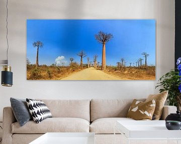 Baobab panorama van Dennis van de Water