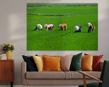  rice fields by Ger van Beek