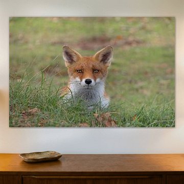 De ontroerende blik van een vos die je aankijkt