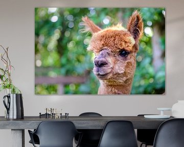 Lichtbruine Alpaca von Michel Van Zanten