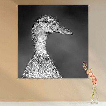 Wilde eend zwart-wit portret