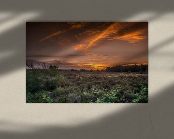 De veluwe bij een oranje zonsondergang RawBird Photo's Wouter Putter