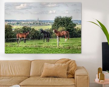 Pferde auf der Wiese mit Blick auf Vijlen