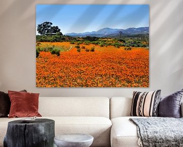Sea of flowers in the desert of South Africa by Corinne Welp
