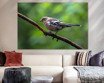 Vink