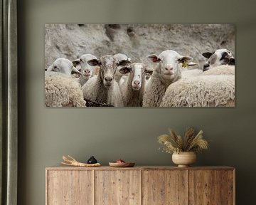 sheep by Juriaan Kellermann