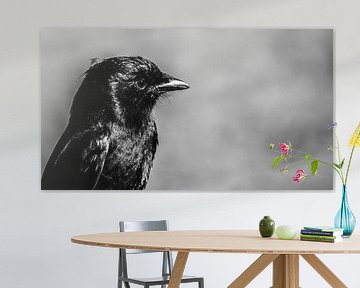 Little black bird
