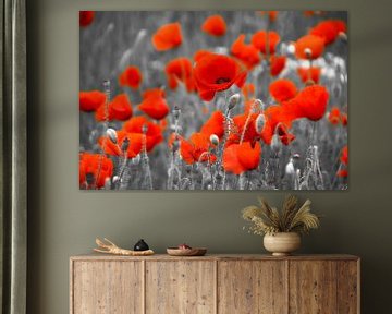 Poppies by Ad Jekel