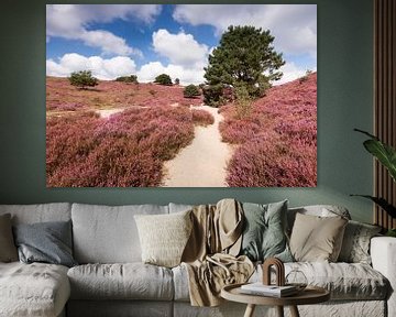 Bloeiende heide in natuurgebied de Posbank