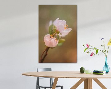Blossom by Miranda Rijnen Fotografie