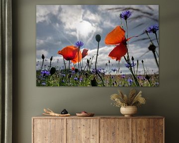 Poppys field by Kurt Krause