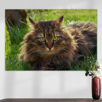 siberian cat in the garden by SusaZoom