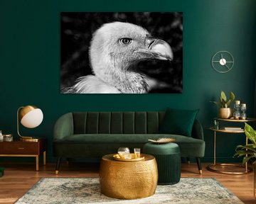 Black and white portrait of a vale vulture.