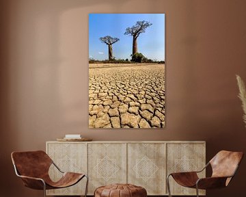 Gebarsten grond Baobabs van Dennis van de Water