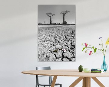 Baobab woestenij met bloem