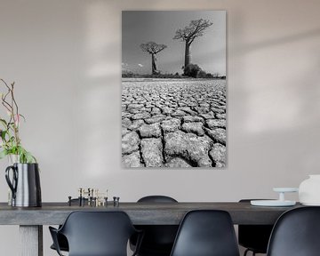 Woestijn Baobabs in zwartwit van Dennis van de Water