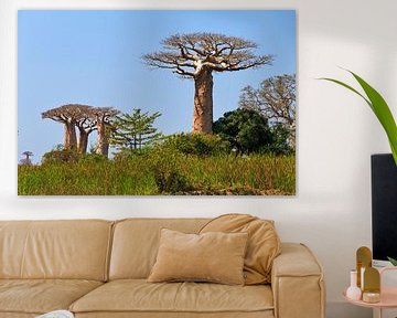 Baobabs in het groene gras van Dennis van de Water