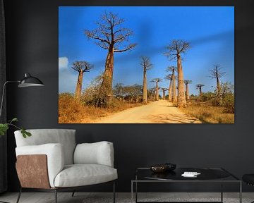 Baobab Avenue van Dennis van de Water
