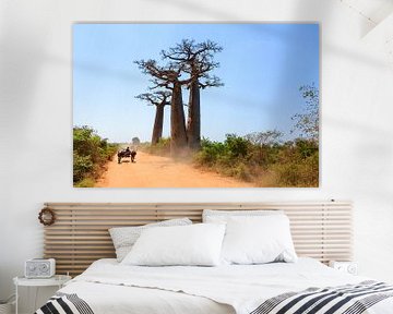 Baobab zeboekar by Dennis van de Water