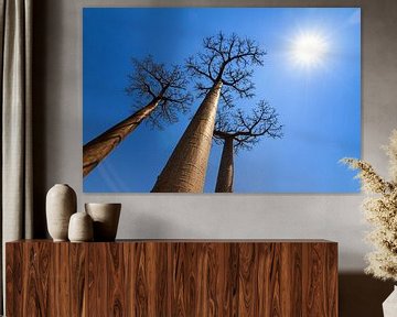 Sunshine Baobabs van Dennis van de Water