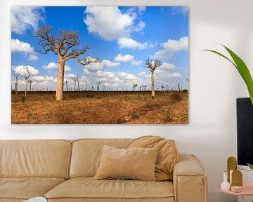 Baobab wolken van Dennis van de Water