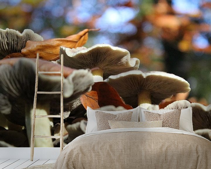Sfeerimpressie behang: Prachtige paddenstoelen. van Mark Nieuwkoop