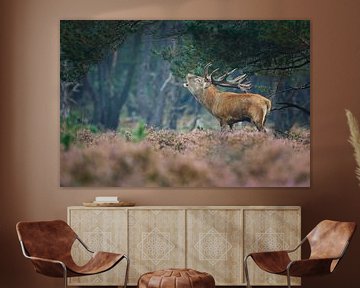 red deer by Pim Leijen