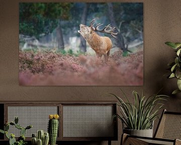 red deer by Pim Leijen