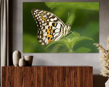 Tropischer Schmetterling Nahaufnahme von Samantha Schoenmakers