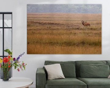 Red deer mating season  von Menno Schaefer