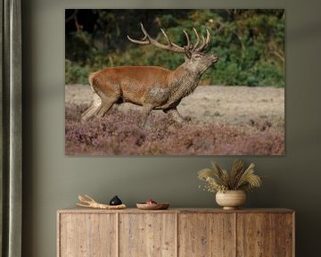 Red deer mating season  by Menno Schaefer