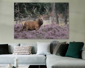 Red deer mating season  sur Menno Schaefer