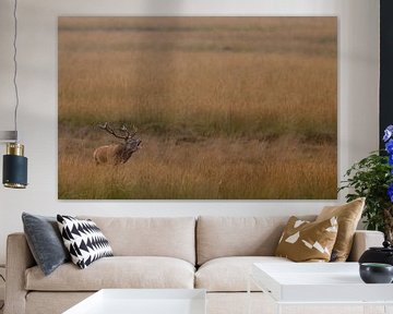 Red deer mating season  by Menno Schaefer