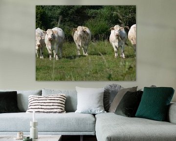 Franse koeien van Eduard Camping