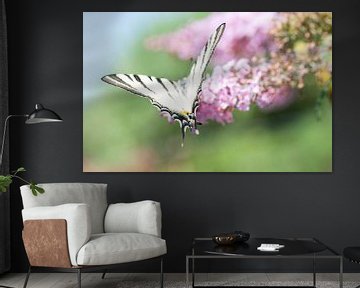 Koningspage, de mooiste vlinder op vlinderstruik van Jacqueline Groot