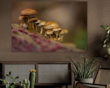 Paddestoelen op de Veluwe van Cilia Brandts