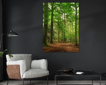 Beech forest in Echten by Corinne Welp