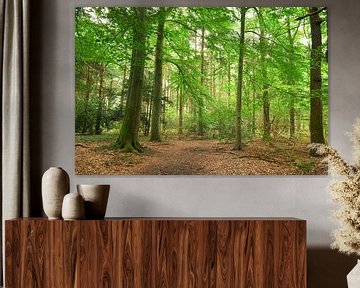 Beech forest in Echten II by Corinne Welp