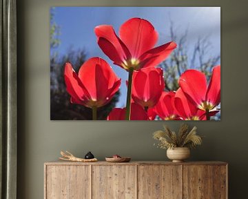 Rode tulpen von Corinne Welp