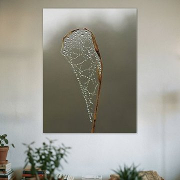 Druppels Dauw Mist Stilleven