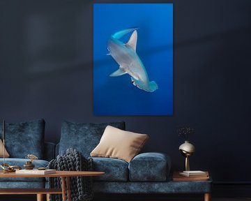 Requin-marteau bleu sur Norbert Probst