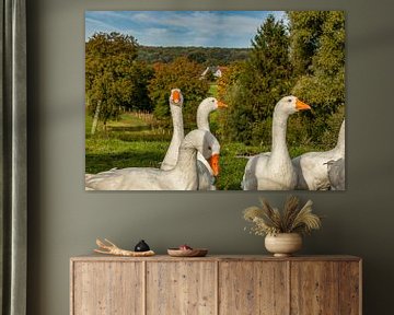 Curious geese in Epen South Limburg by John Kreukniet