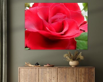 Red Rose van Petra Stins