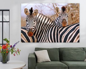 Zebra-Freundschaft in Südafrika