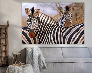 Zebra friendship in South Africa van W. Woyke