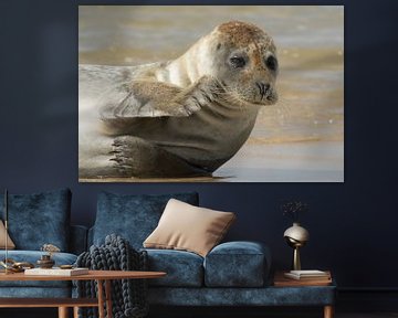 Grey seal with a tear in it's eye sur Art Wittingen