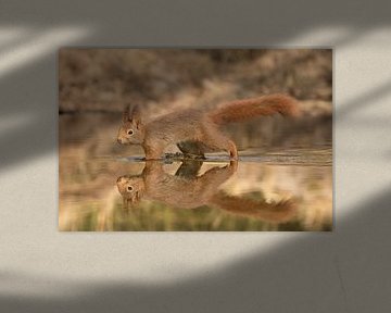 Red squirrel in a pond reflected sur Art Wittingen