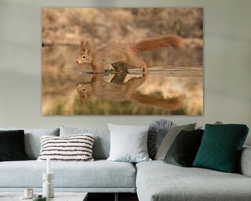 Red squirrel in a pond reflected sur Art Wittingen