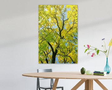 Upwards shot of golden or yellow leaves on a Golden Ash tree by Sjoerd van der Wal Photography