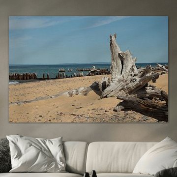 Strandvondst bij Whitefish Point Light Michigan